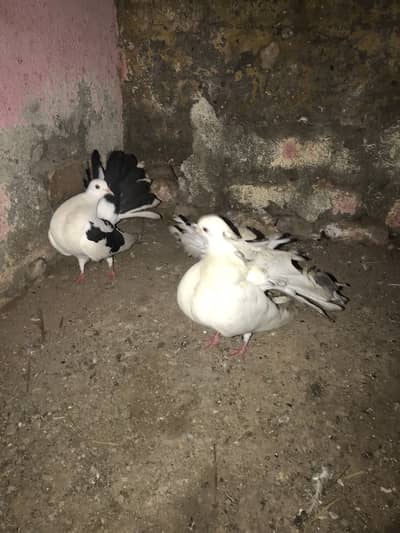 English fantail 100% Breeder pair for sale urgent sale