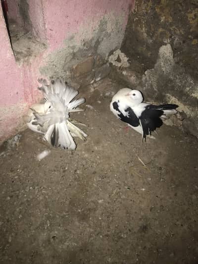 English fantail 100% Breeder pair for sale urgent sale