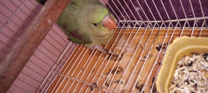 Kashmiri raw parrot healthy and active