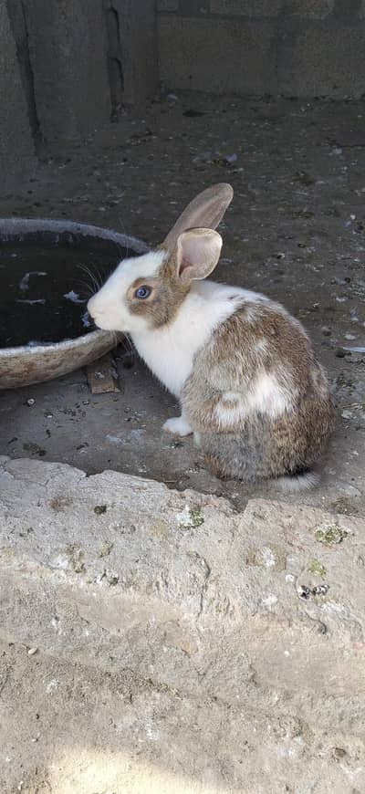 male rabbit 