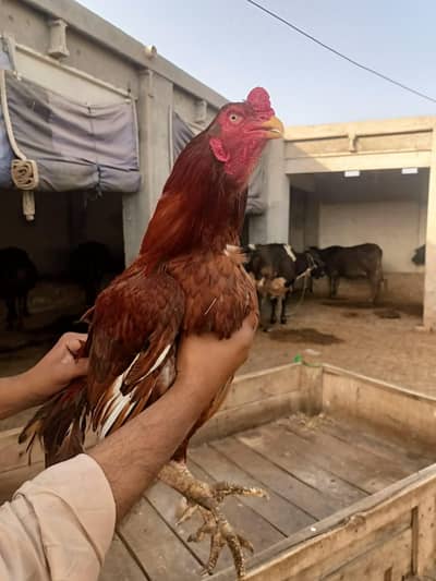 Pure Aseel Mazboot Jor