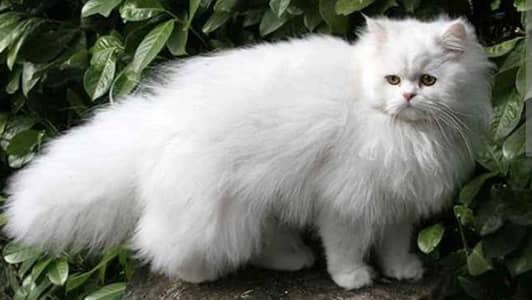 Punch face Stud Service Available home delivery Available