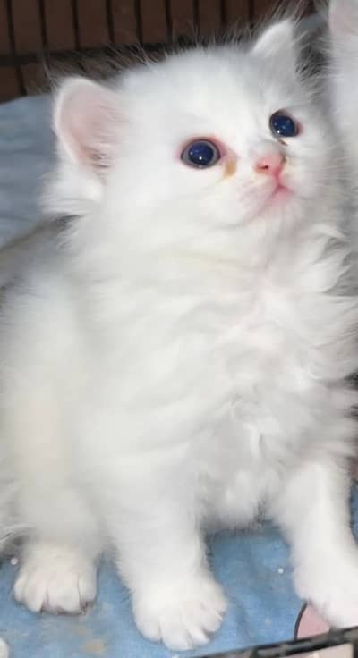 Persian kitten