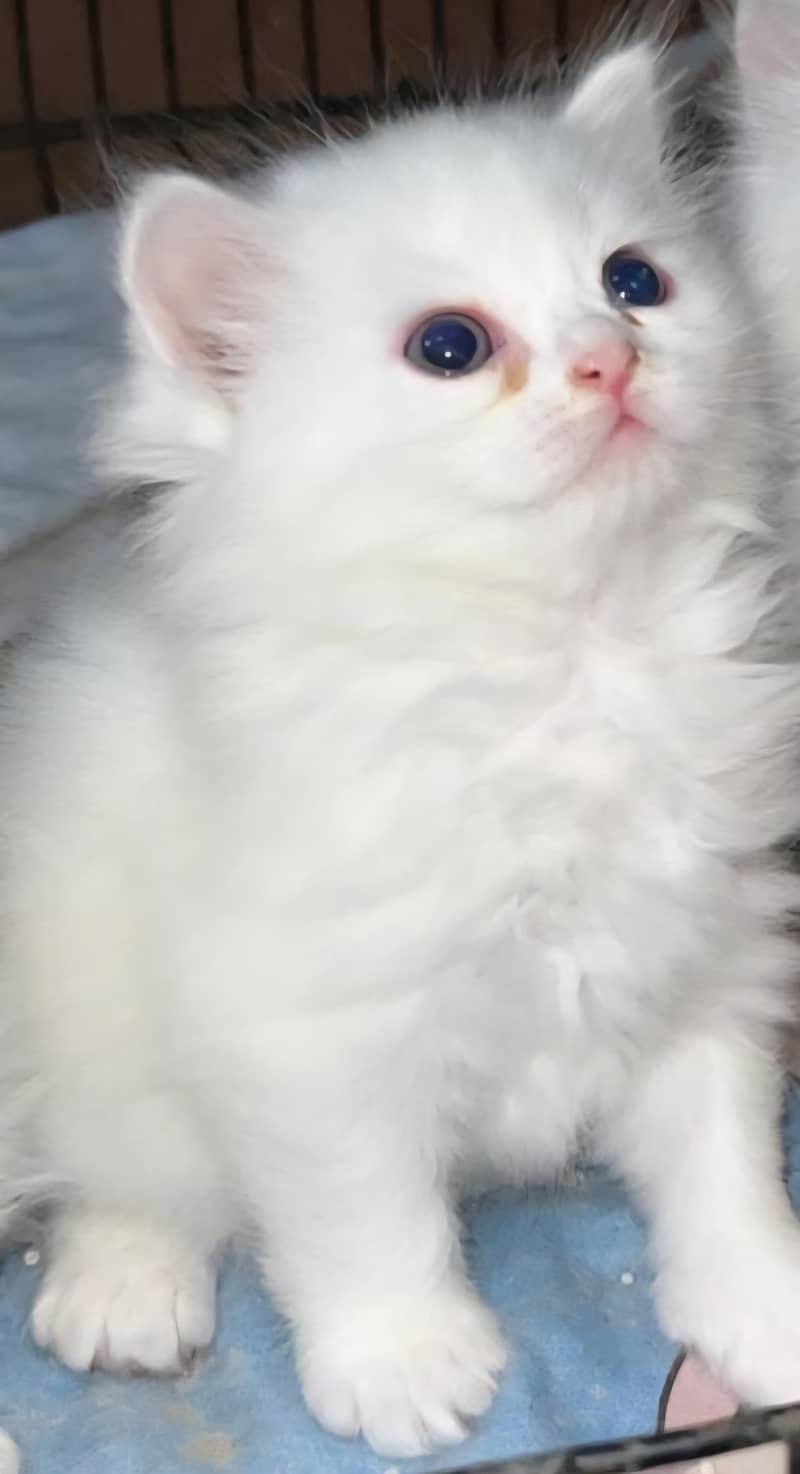 Persian kitten 0