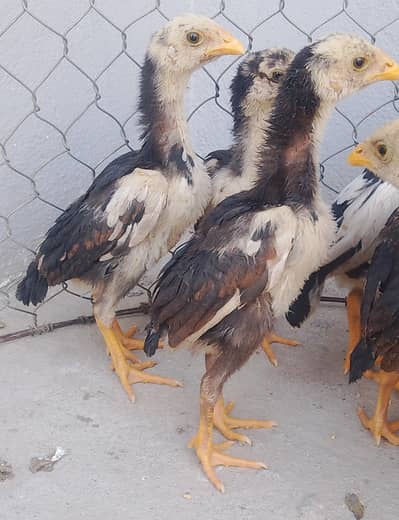 White Shamo × Heera Female Cross Chicks