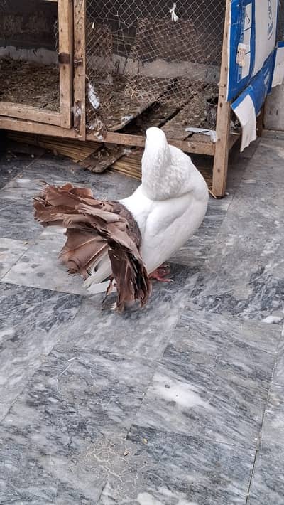 2 Red Faintail Males for Sale