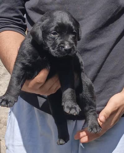 Quality Labrador Puppies Available