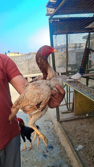 home breed maa bap ki pics b mil jay bht achi breed ha 3500 pr pies an