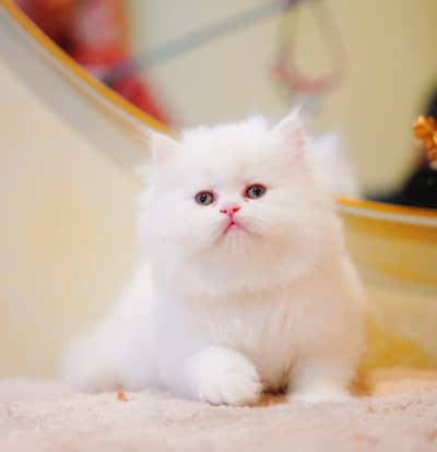 Persian kittens | Triple Coated | Pike Face | Punch Face | Fluffy
