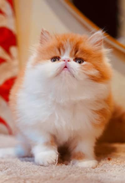 Persian kittens | Triple Coated | Pike Face | Punch Face | Fluffy