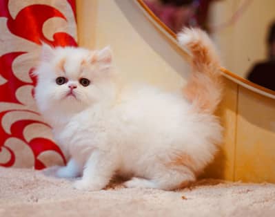 Persian kittens | Triple Coated | Pike Face | Punch Face| Cat for sale