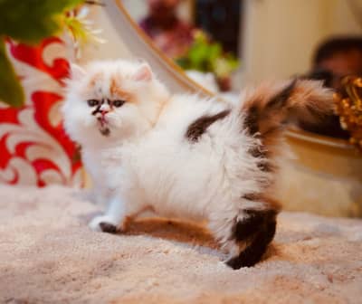Persian kittens | Triple Coated | Pike Face | Punch Face kittens