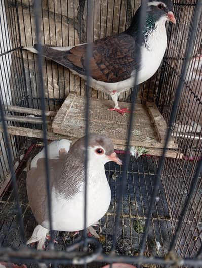 Lahori Sherazi Pigeon pair for sale also Single male/Female