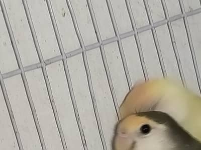 BEAUTIFUL LOVEBIRD PAIR WITH FREE BREEDING BOX