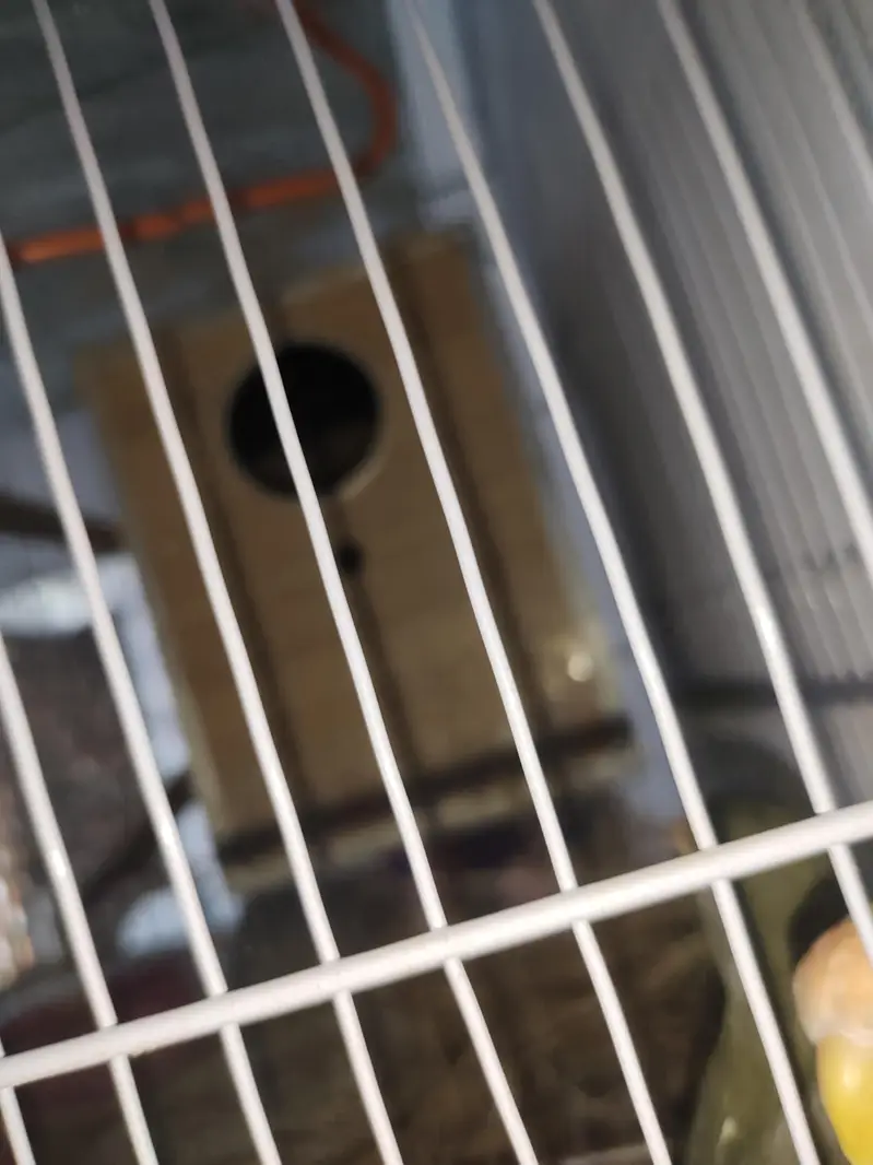 BEAUTIFUL LOVEBIRD PAIR WITH FREE BREEDING BOX — photo 2