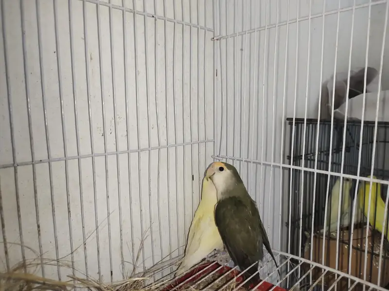 BEAUTIFUL LOVEBIRD PAIR WITH FREE BREEDING BOX — photo 3