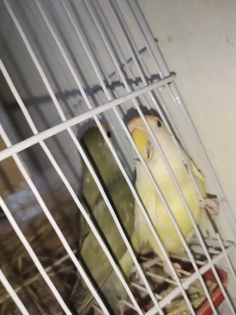 BEAUTIFUL LOVEBIRD PAIR WITH FREE BREEDING BOX — photo 4