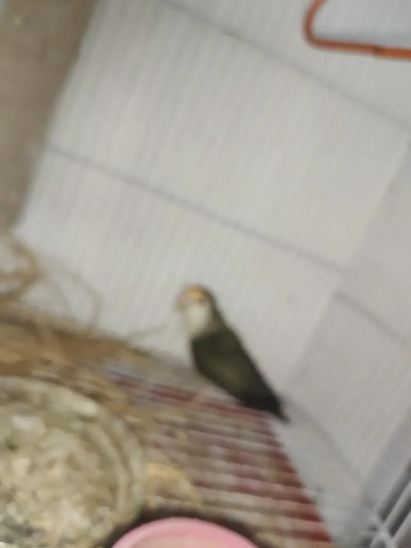 BEAUTIFUL LOVEBIRD PAIR WITH FREE BREEDING BOX — photo 5