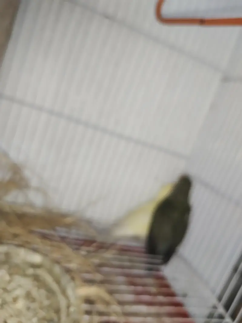 BEAUTIFUL LOVEBIRD PAIR WITH FREE BREEDING BOX — photo 6