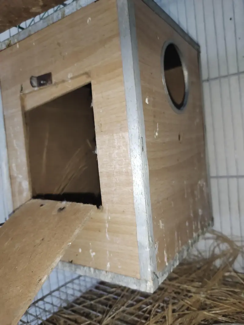 BEAUTIFUL LOVEBIRD PAIR WITH FREE BREEDING BOX — photo 7