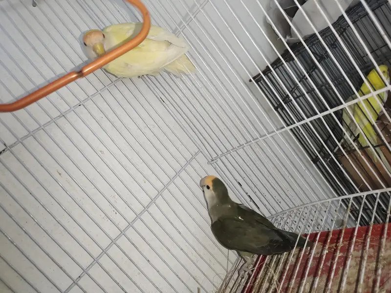 BEAUTIFUL LOVEBIRD PAIR WITH FREE BREEDING BOX — photo 8