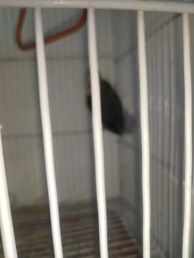 BEAUTIFUL LOVEBIRD PAIR WITH FREE BREEDING BOX — photo 9