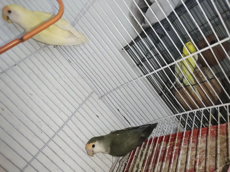 BEAUTIFUL LOVEBIRD PAIR WITH FREE BREEDING BOX — photo 10