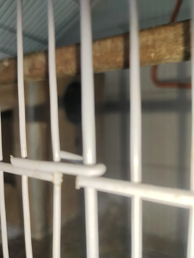 BEAUTIFUL LOVEBIRD PAIR WITH FREE BREEDING BOX — photo 11