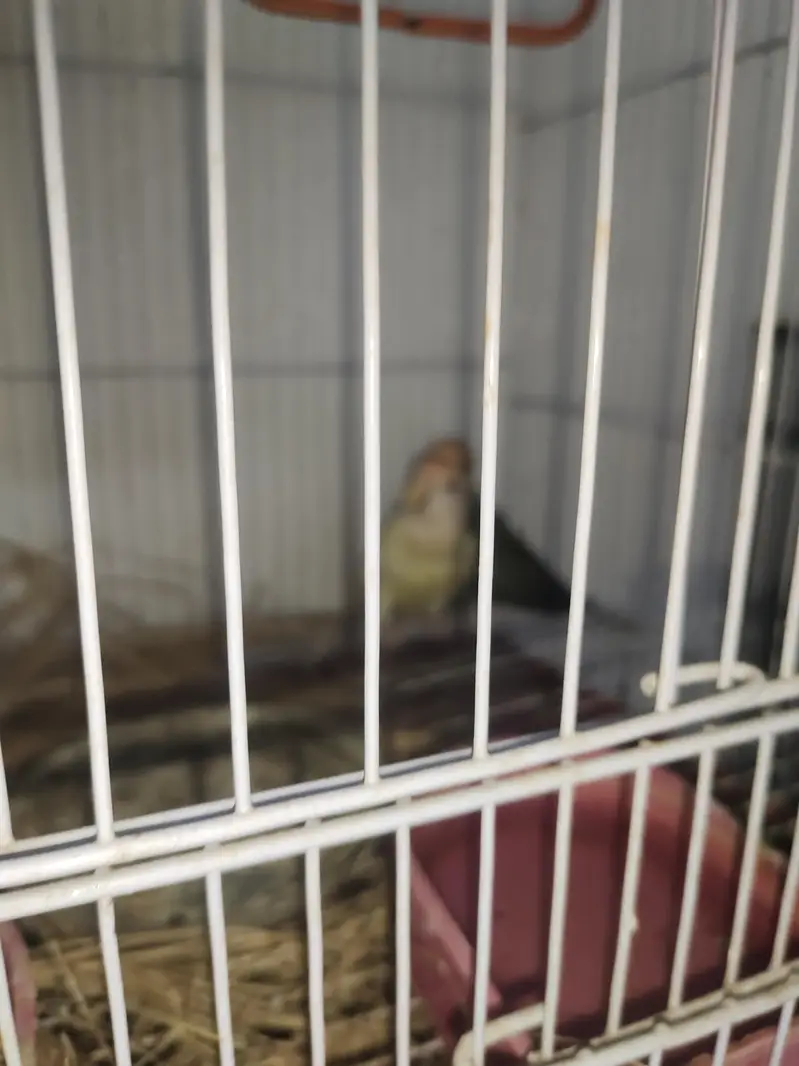 BEAUTIFUL LOVEBIRD PAIR WITH FREE BREEDING BOX — photo 12