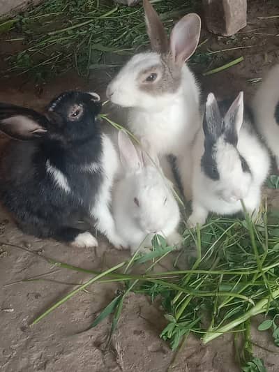 rabbit male and females for sale