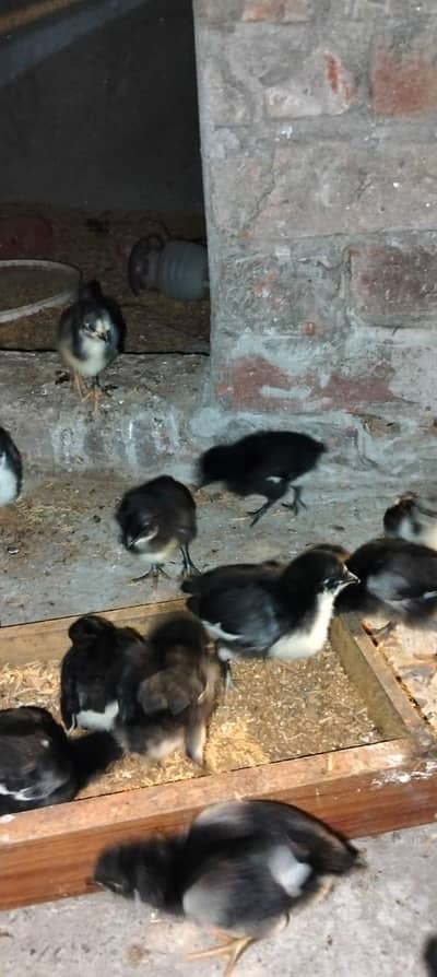 Pure Australorp Hens Available – High Egg Production