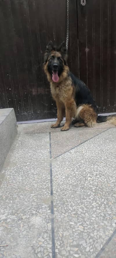 Longcort German Shepherd female
