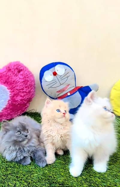 Persian Cats & Kittens for Sale may WhatsApp 03126762031