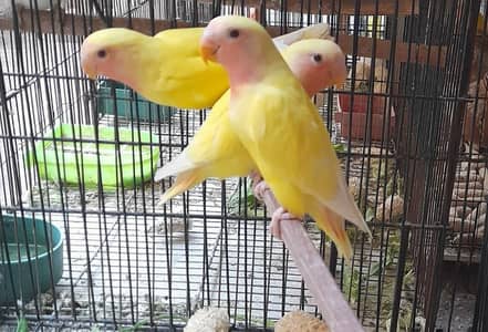 bird for sale  Quality birds chowk kumharanwala  Multan
