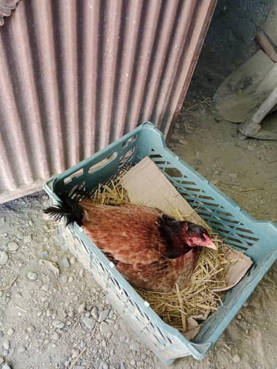 aseel  murgi chicken, aseel  clock murgi sale