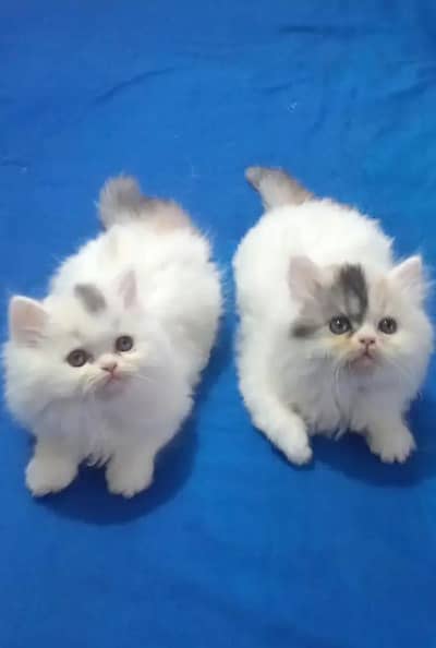 Persian female kitten for sale My WhatsApp number 0321-83-87-945