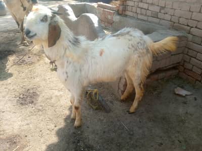 Qurbani Bakra Age 1 year