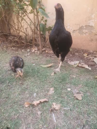 aseel chick from lasani blood