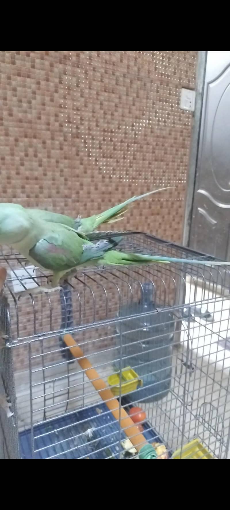 Raw parrot 0