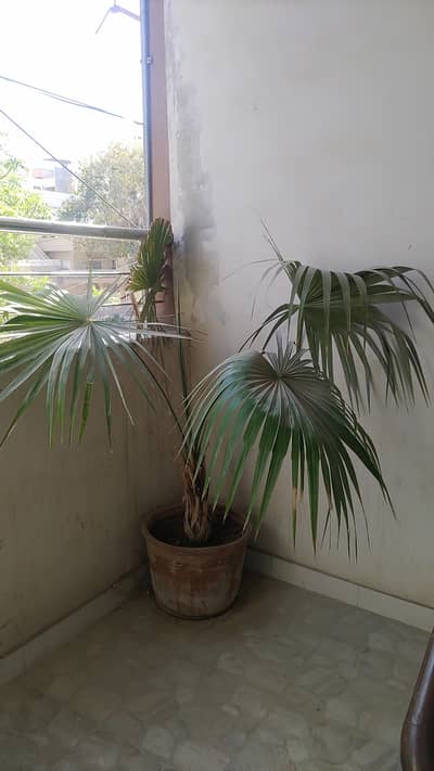 China Palm