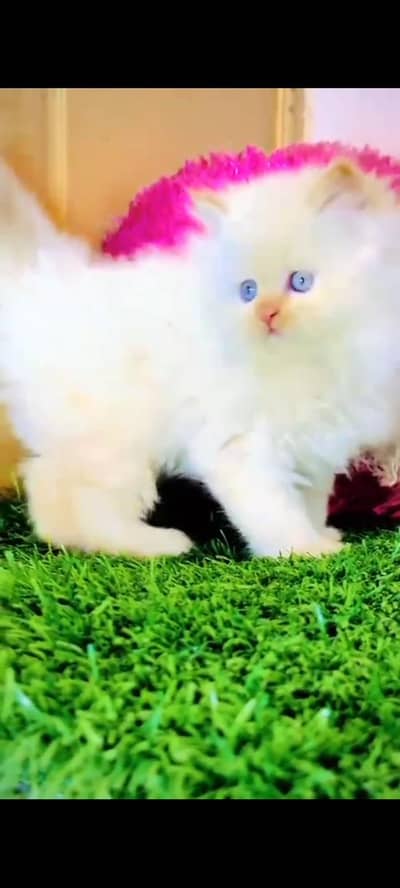 Persian Cats & Kittens for Sale may WhatsApp 03126762031