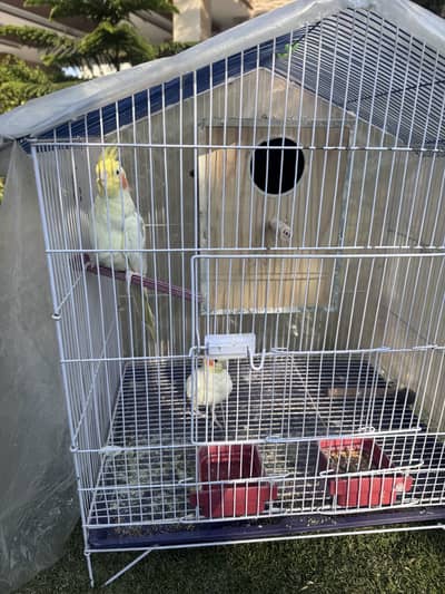 Cocktail parrot pair