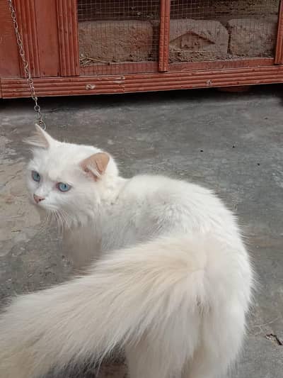 "Pure Persian Cat for Sale – Healthy & Cute Kitten"