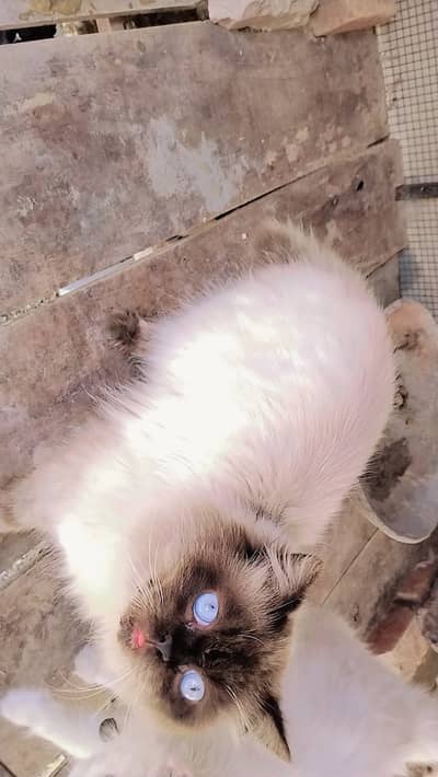 1 year  female and male 1.2 Year black color male and white female