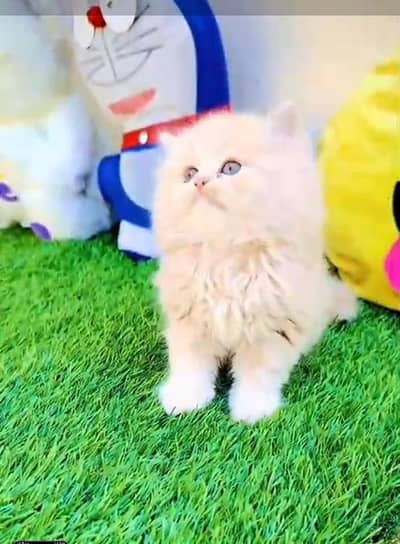 Persian Cats & Kittens for Sale may WhatsApp 03126762031