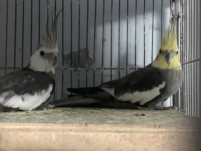 Cockateil pair , no confirm BREEDER.