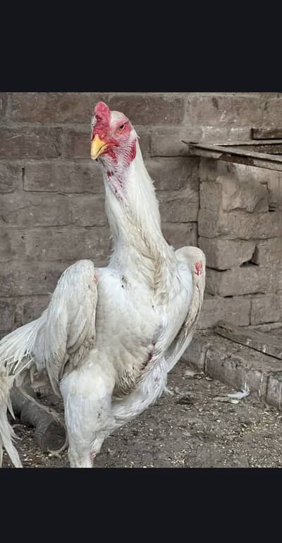 Pure white oh shamo pair and chicks