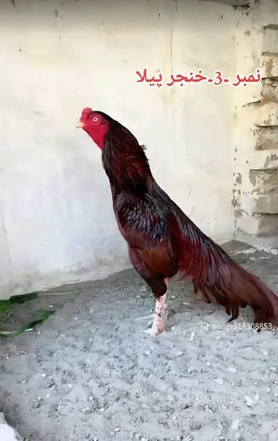 Aseel amroha hens available for sale