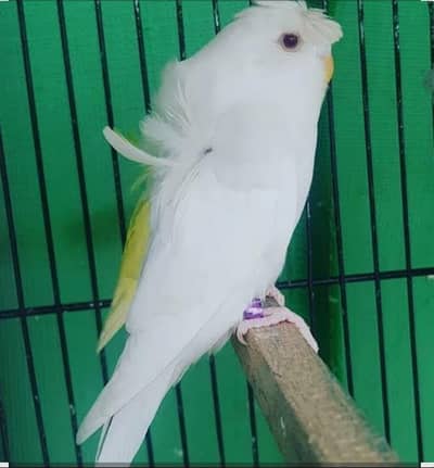 MASHALLAH Beatiful Hogoromo Budgies  Parrots Avaialable