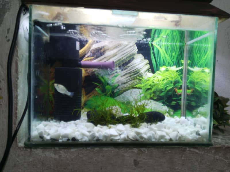 fish aquarium 0
